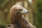 birdsofprey13_small.jpg