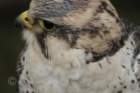 birdsofprey27_small.jpg