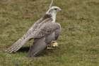 birdsofprey28_small.jpg