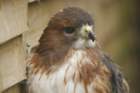 birdsofprey33_small.jpg