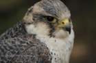 birdsofprey44_small.jpg