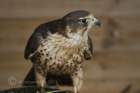 birdsofprey45_small.jpg