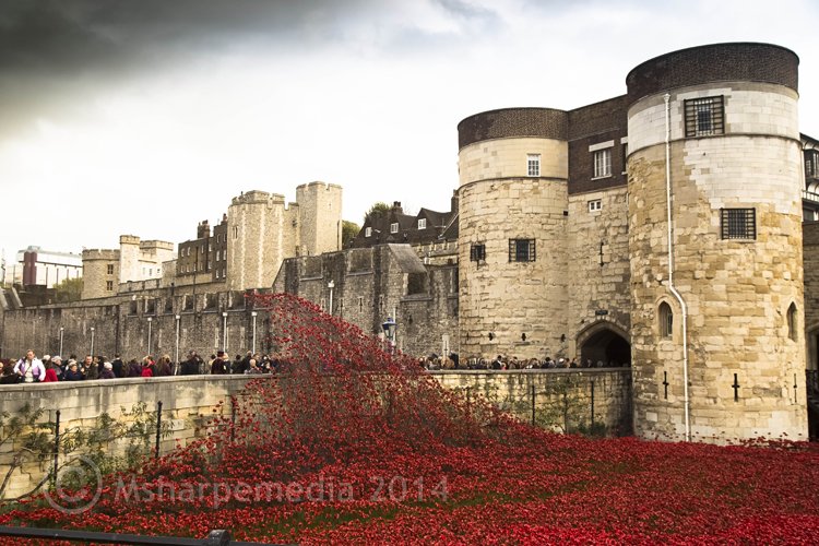 londonpoppies7.jpg